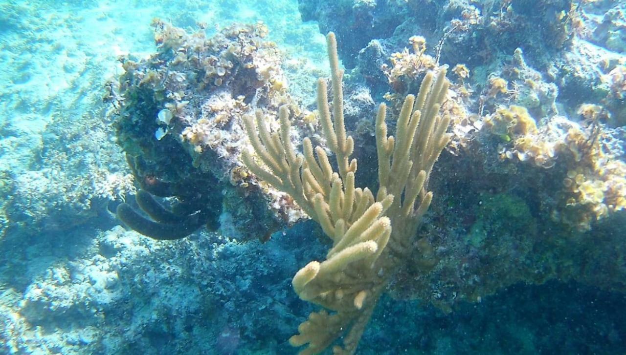 Rolando Share Apart Punta Cana Zewnętrze zdjęcie